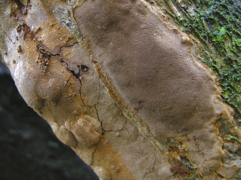Phellinus punctatus
